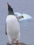 Penguins